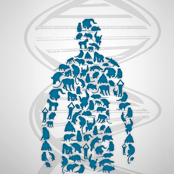 Evolution of Man illustration